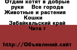 Отдам котят в добрые руки. - Все города Животные и растения » Кошки   . Забайкальский край,Чита г.